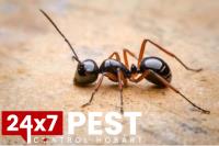 247 Ant control Hobart image 1